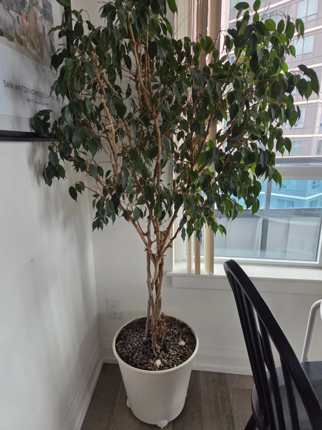 벤쟈민 나무 - photo 2