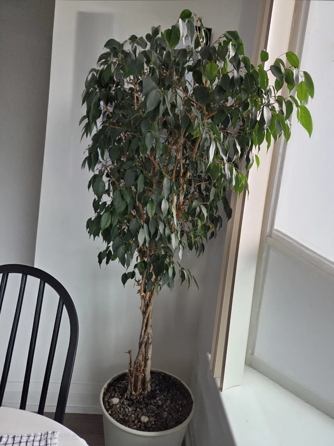 벤쟈민 나무 - photo 3