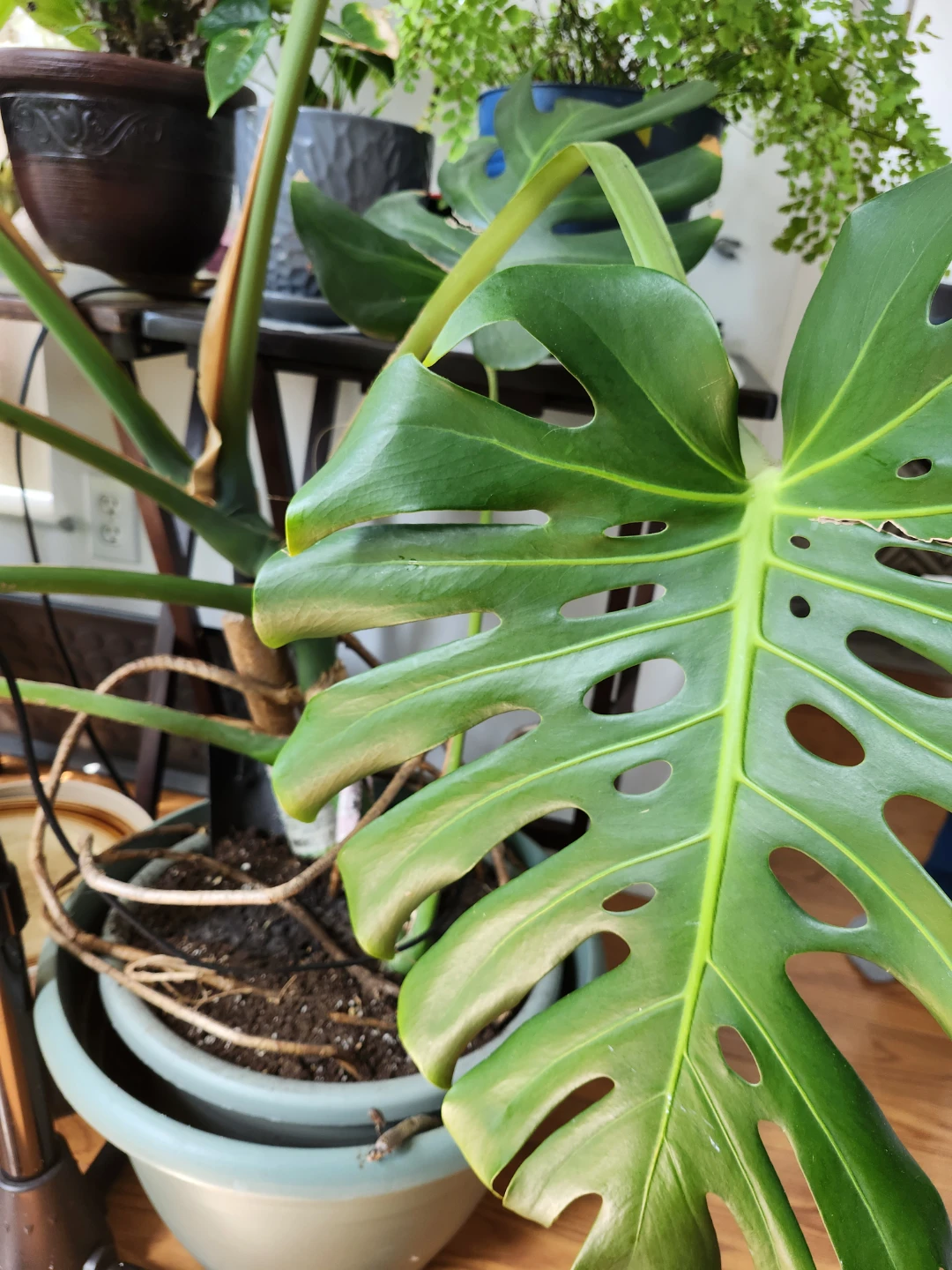 Monstera Deliciosa Plant Huge!