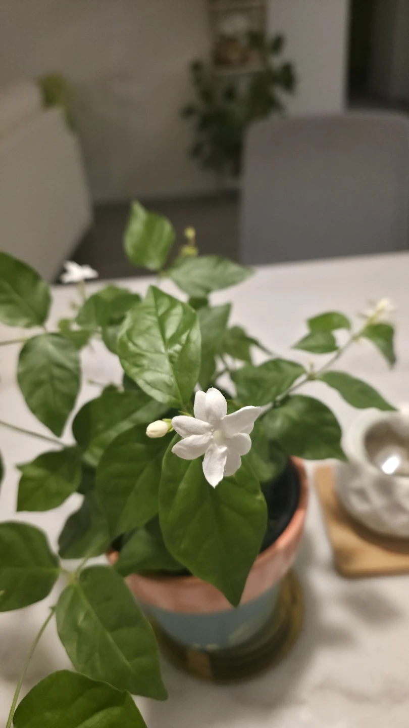 Flowering Jasmine Plant in a ceramic pot