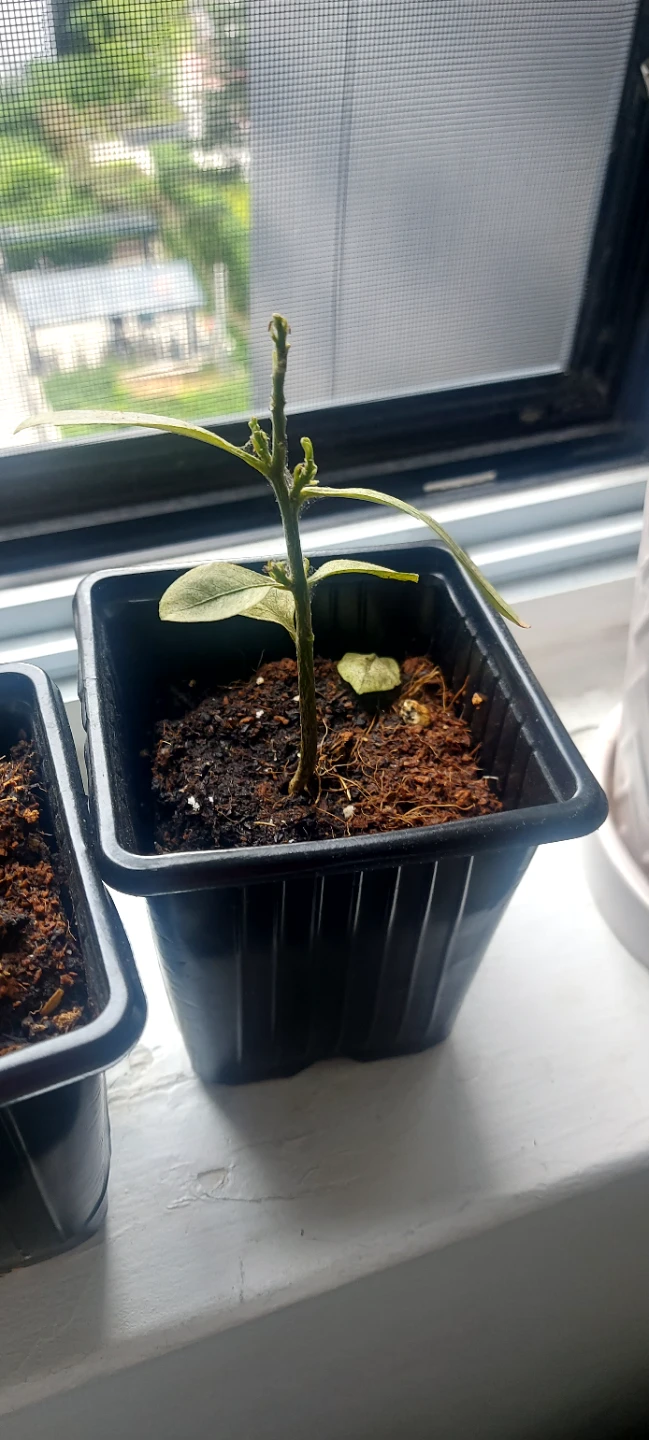 🍋 Lemon Small plant seedling