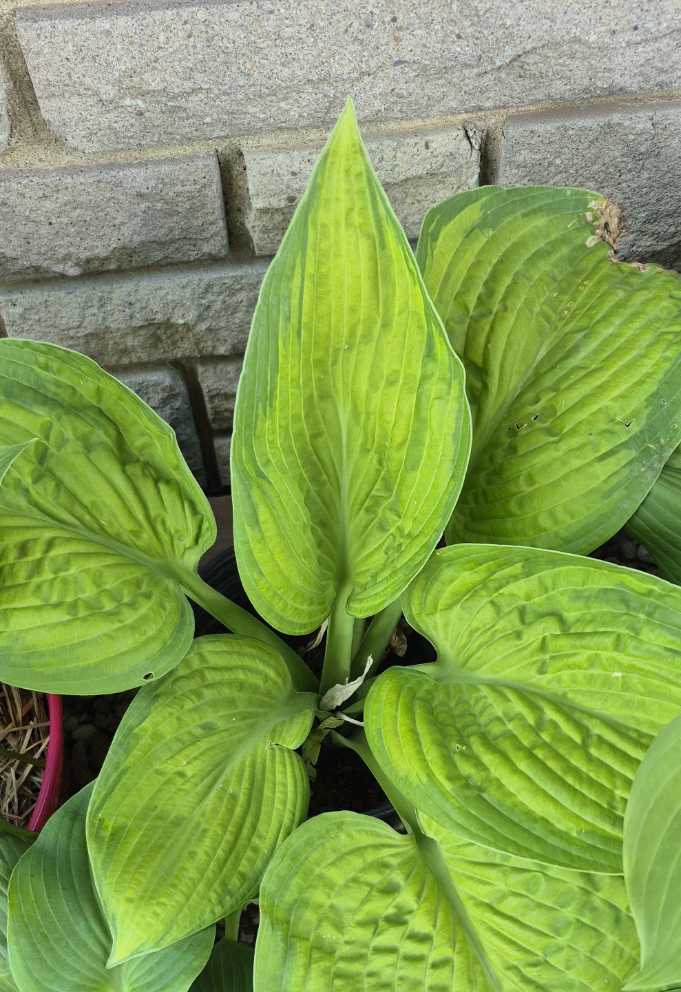 Plants for sale