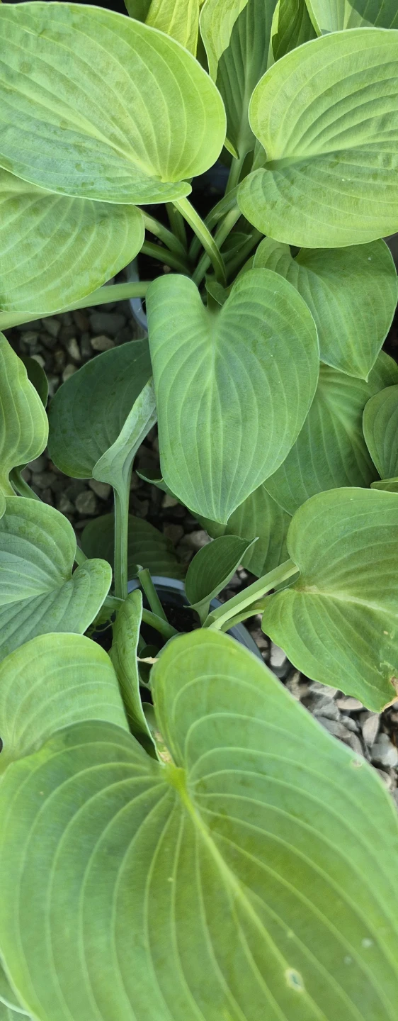 Plants for sale - photo 3
