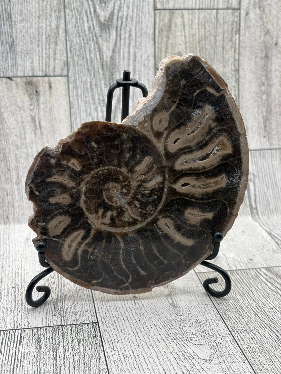 Large Ammonite Fossil