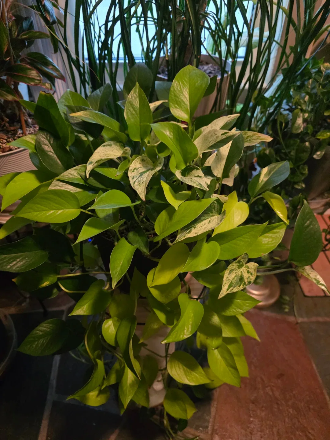 Pothos Frankenpot, Jade, Neon, Golden and Marble Queen