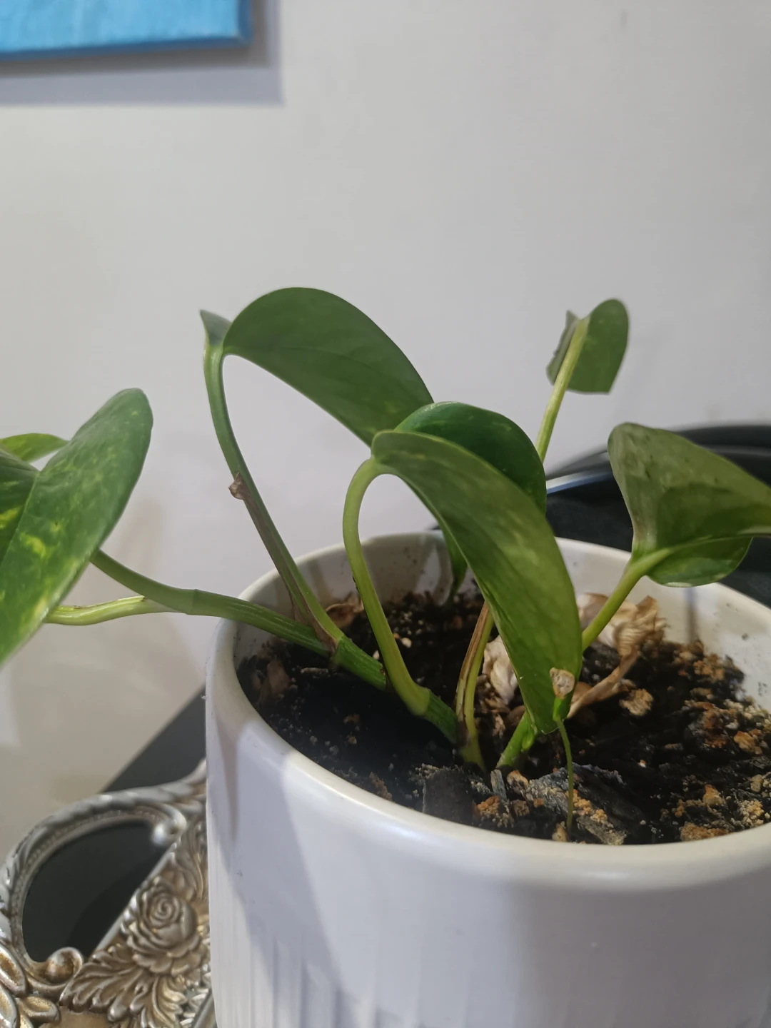 Pothos and Snake Plant Indoor Plants