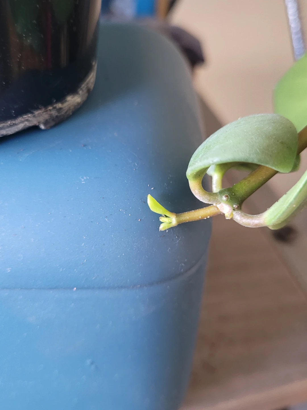 Potted Houseplant - photo 3