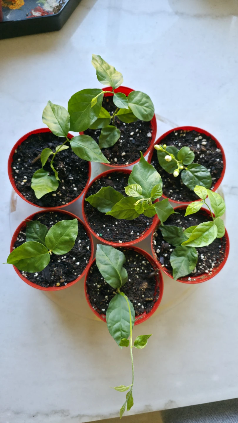 Flowering Jasmine Plants for sale