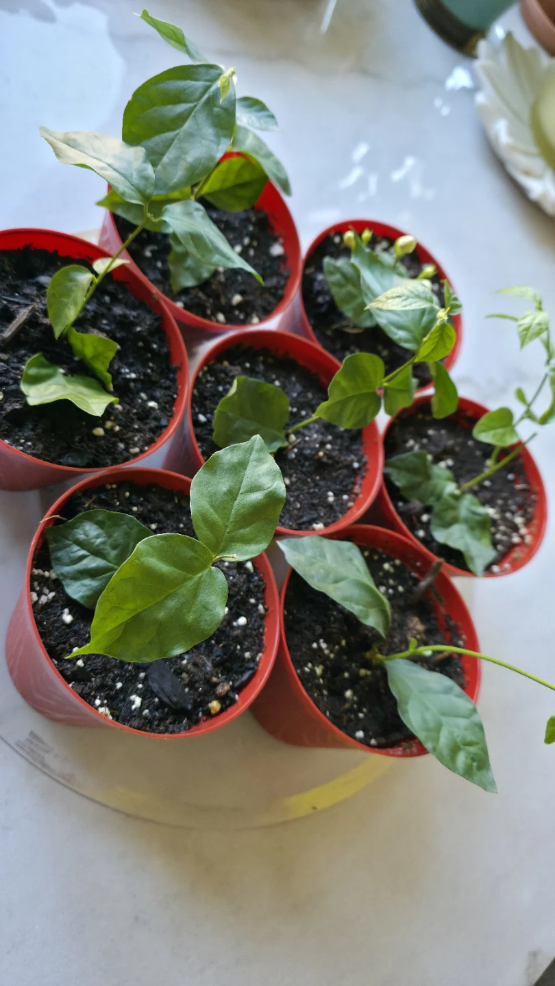 Flowering Jasmine Plants for sale - photo 2
