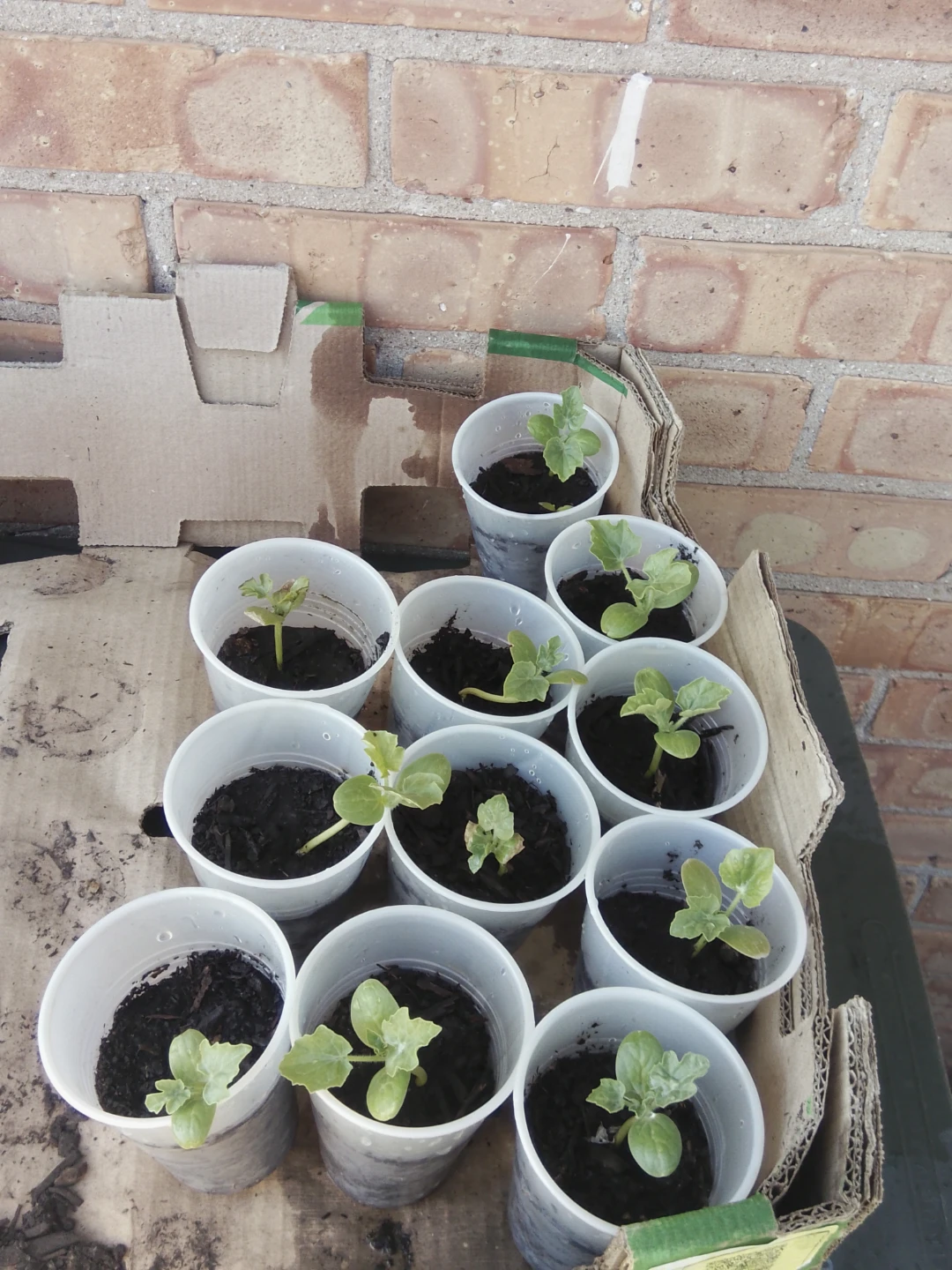Watermelon plant