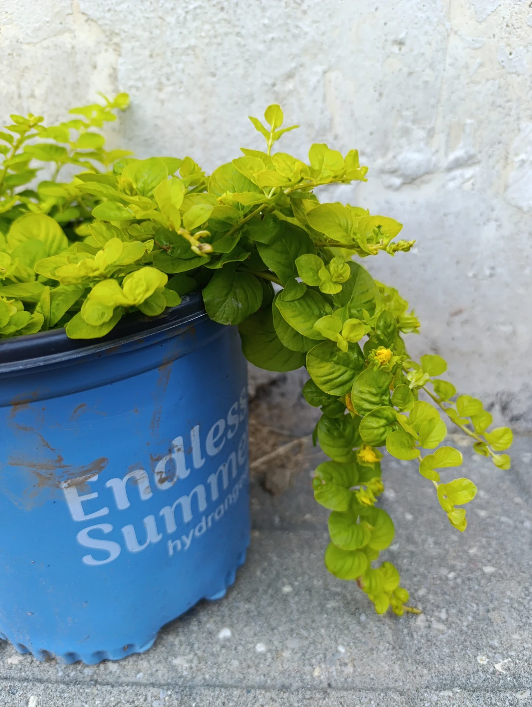 Creeping Jenny Plant - photo 2