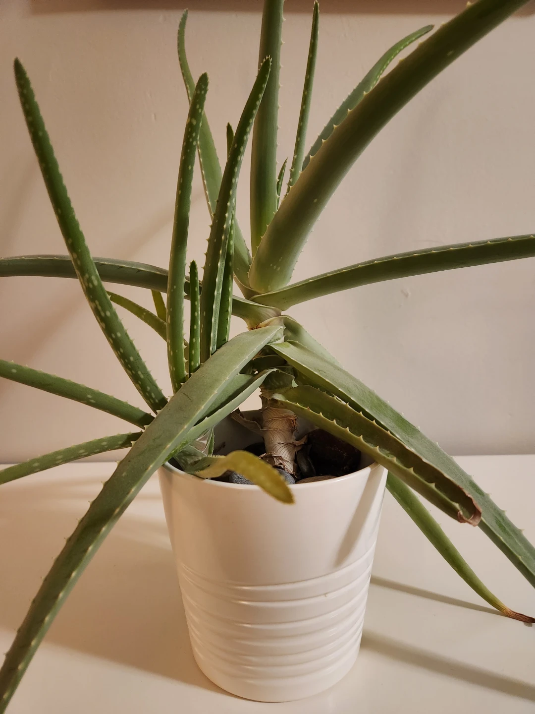 Aloe Vera Plant in White Pot - photo 2