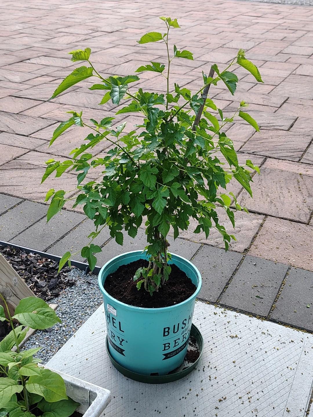 Mulberry Plant in Pot