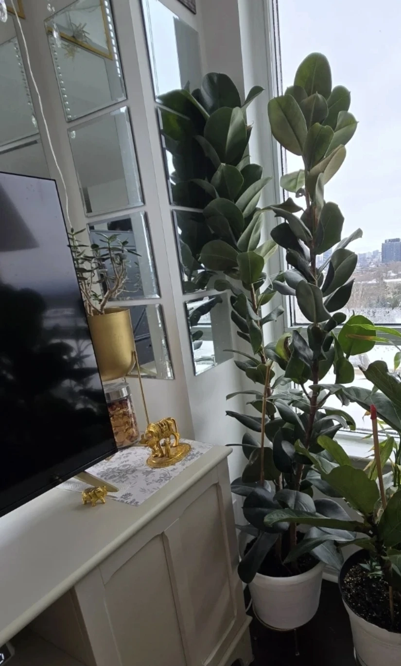 Large REAL Rubber Tree Plant
