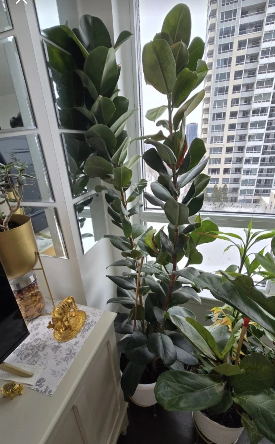 Large REAL Rubber Tree Plant - photo 2