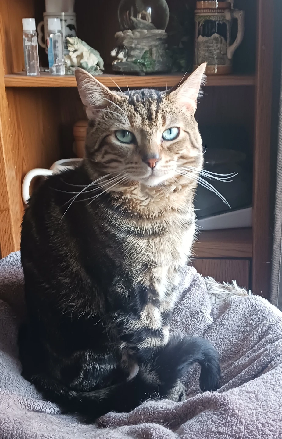 Tabby Cat  4 years old male
