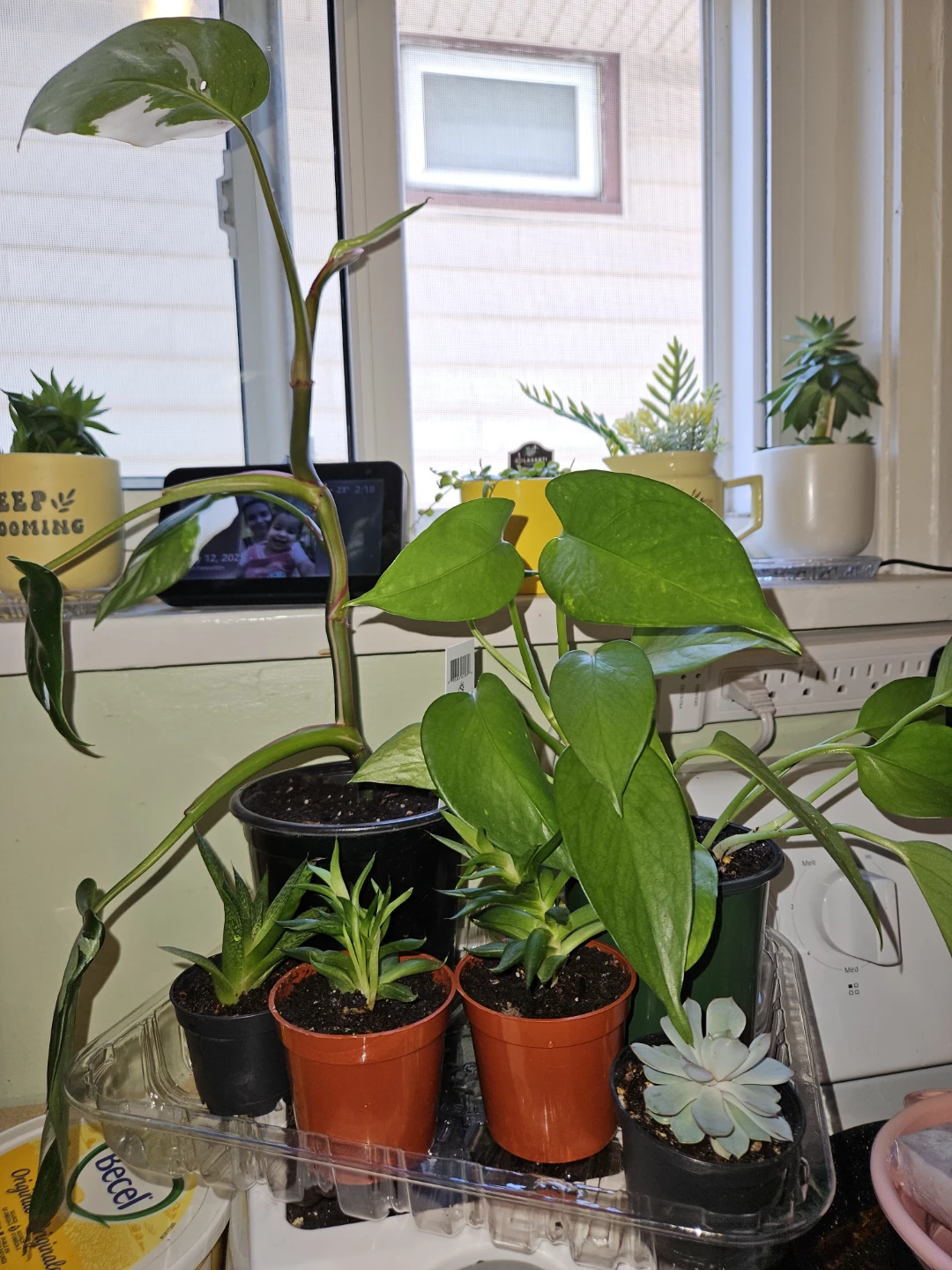 Succulents, Golden Pothos, Philodendron