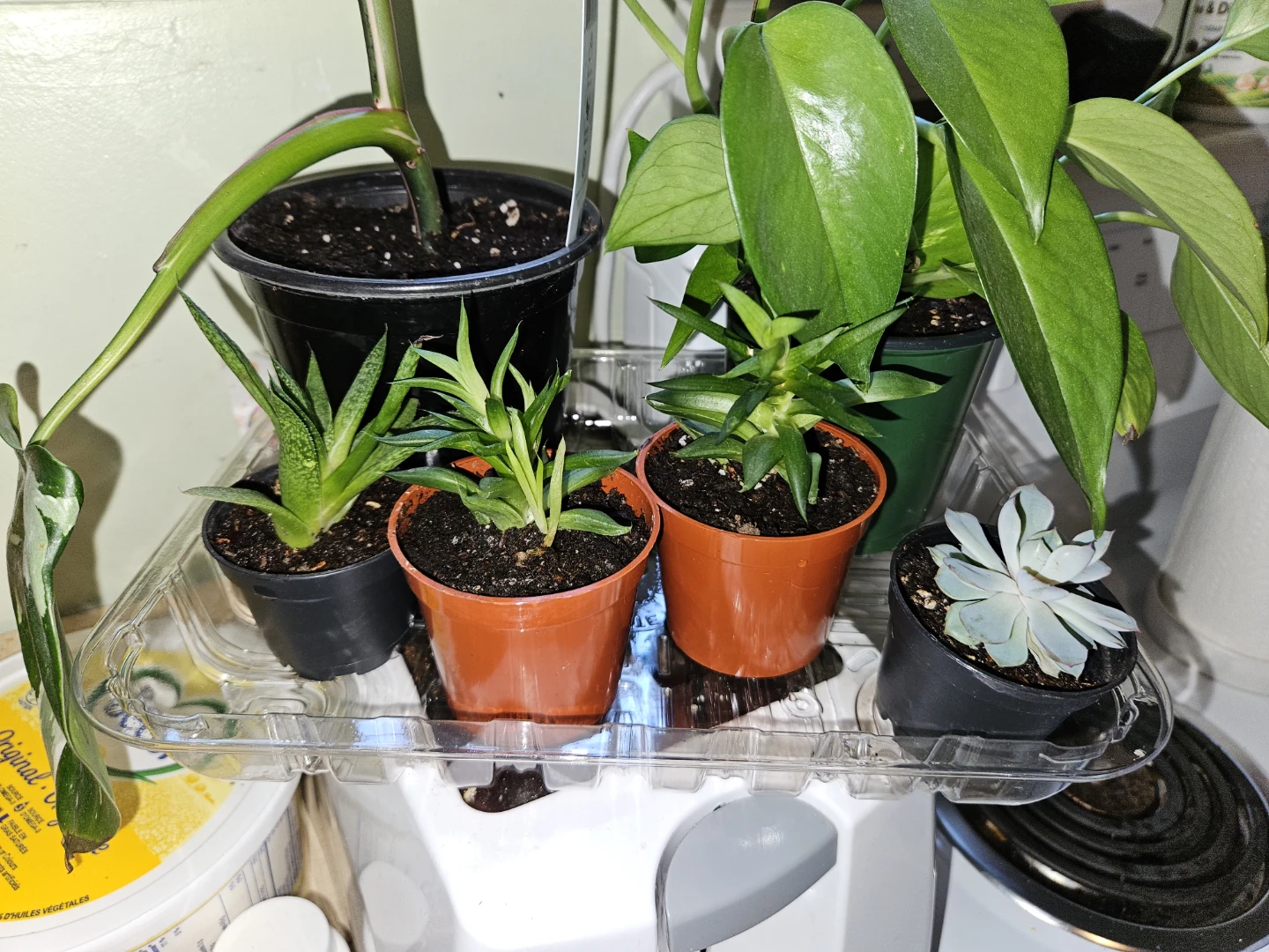Succulents, Golden Pothos, Philodendron - photo 2