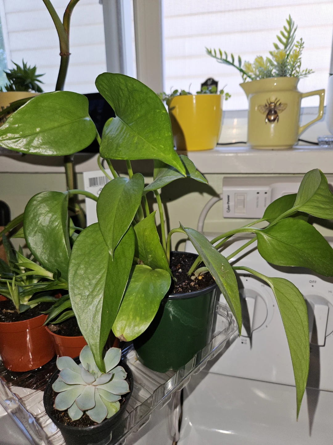 Succulents, Golden Pothos, Philodendron - photo 3