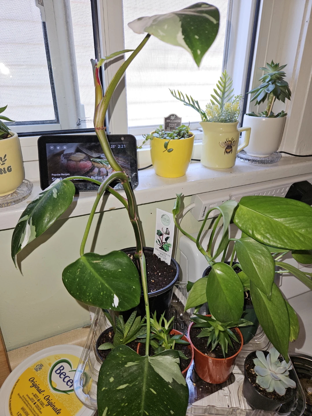 Succulents, Golden Pothos, Philodendron - photo 4