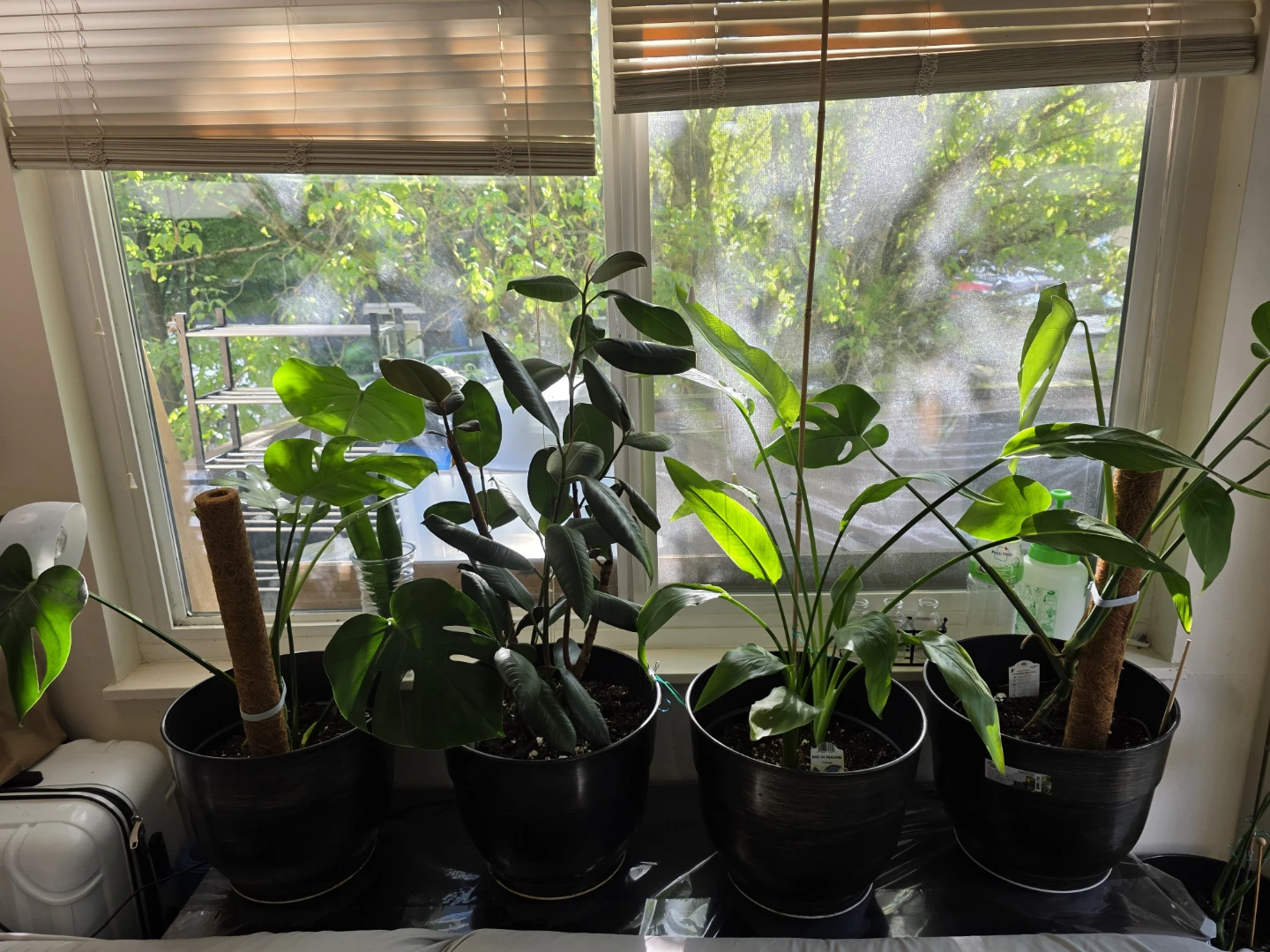 Houseplants Bundle