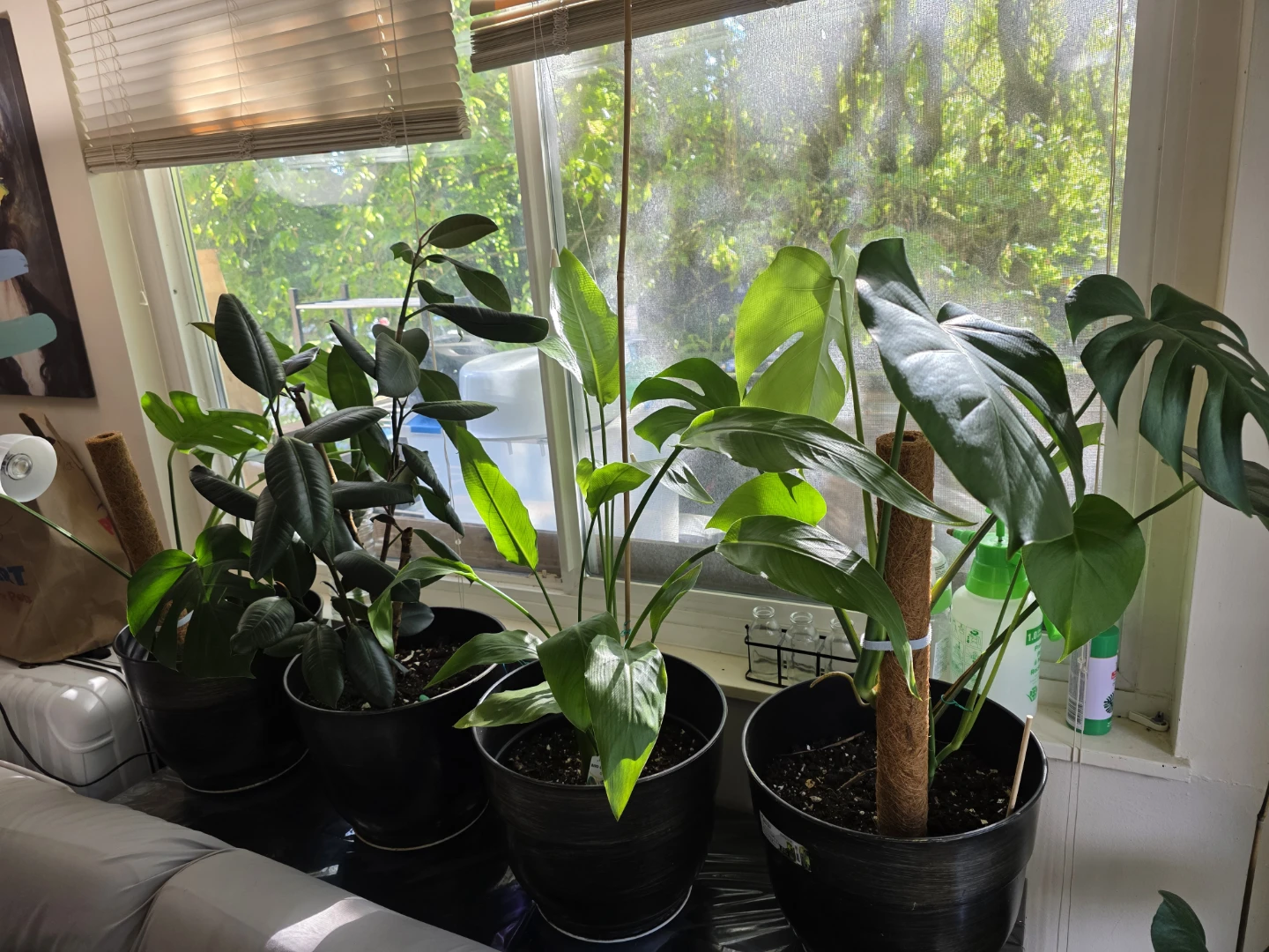 Houseplants Bundle - photo 2