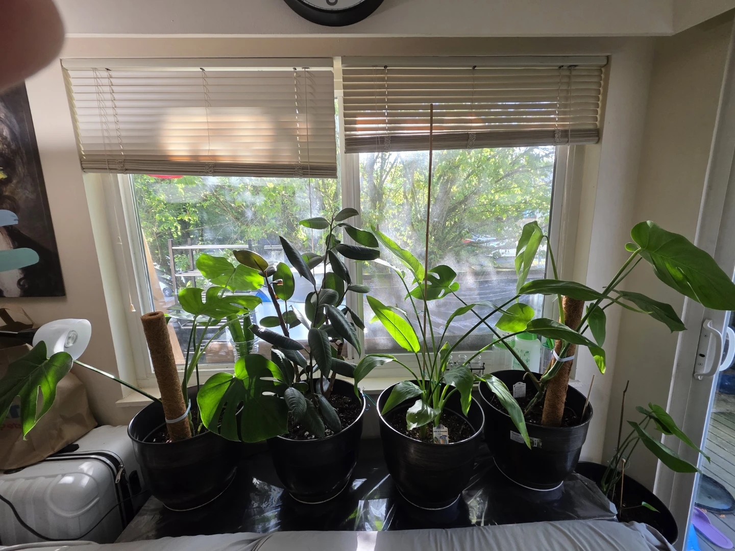 Houseplants Bundle - photo 3