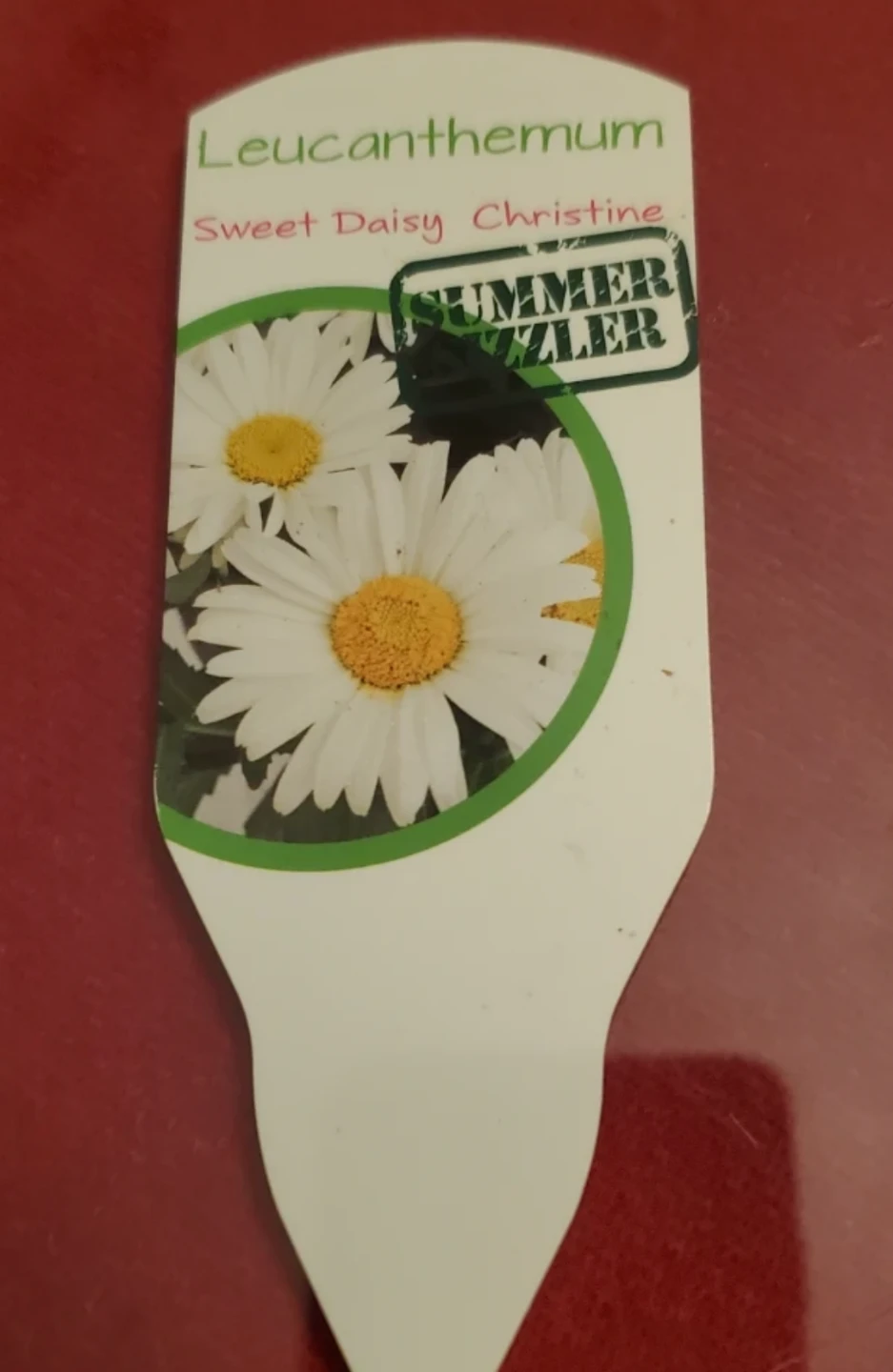 Sweet Daisy Christine - photo 2