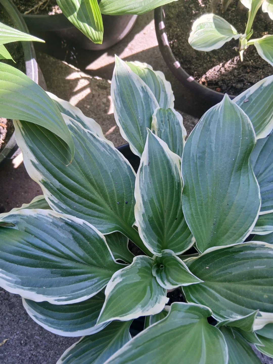 Hostas Plant (Variegated) - photo 3