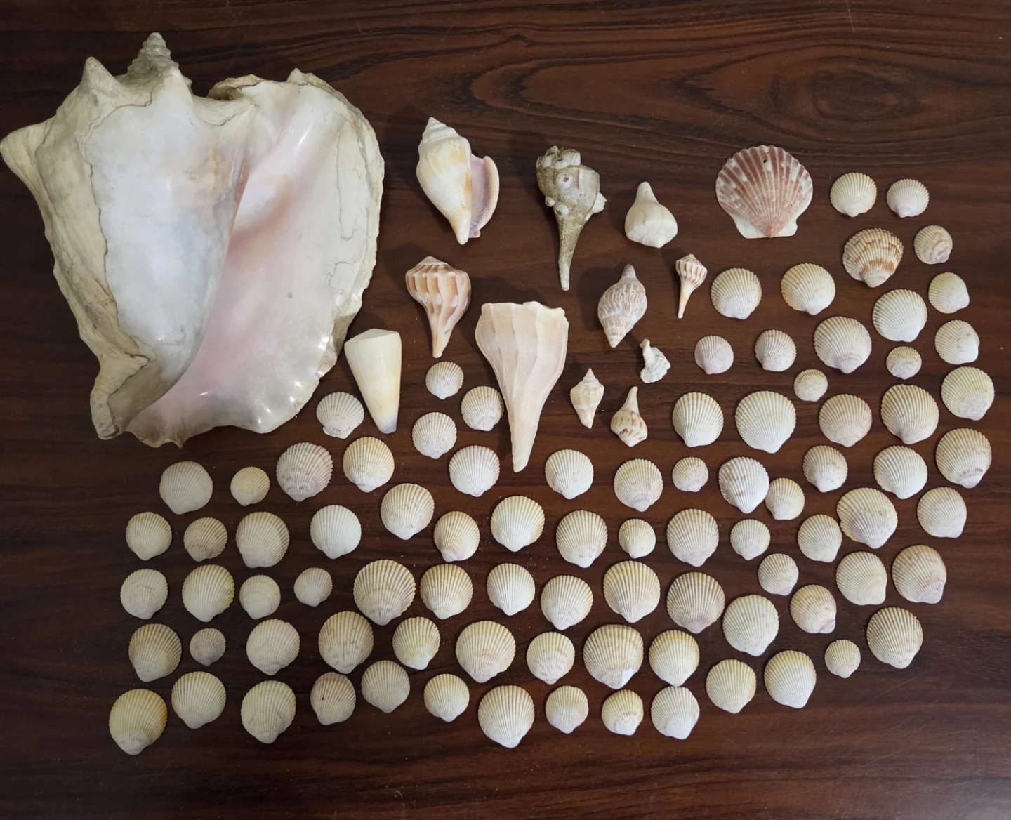 Assorted Seashell Collection