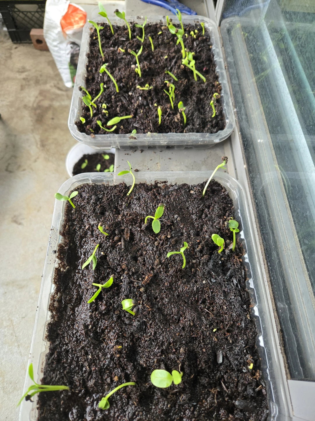 Malabar Spinach Seedling Starters - photo 2