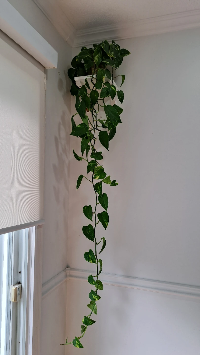 Pothos Plant in White Hanging Pot