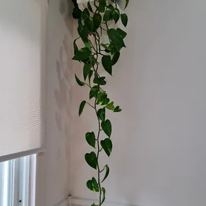 Pothos Plant in White Hanging Pot