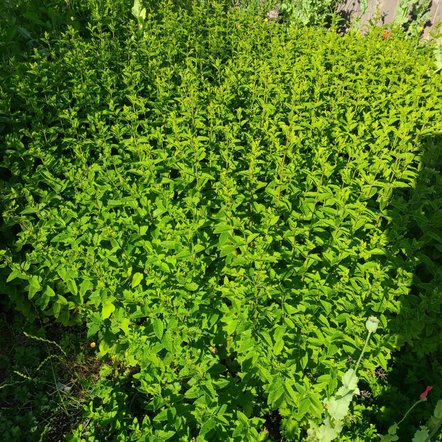 Bunch of Organic Green Mint