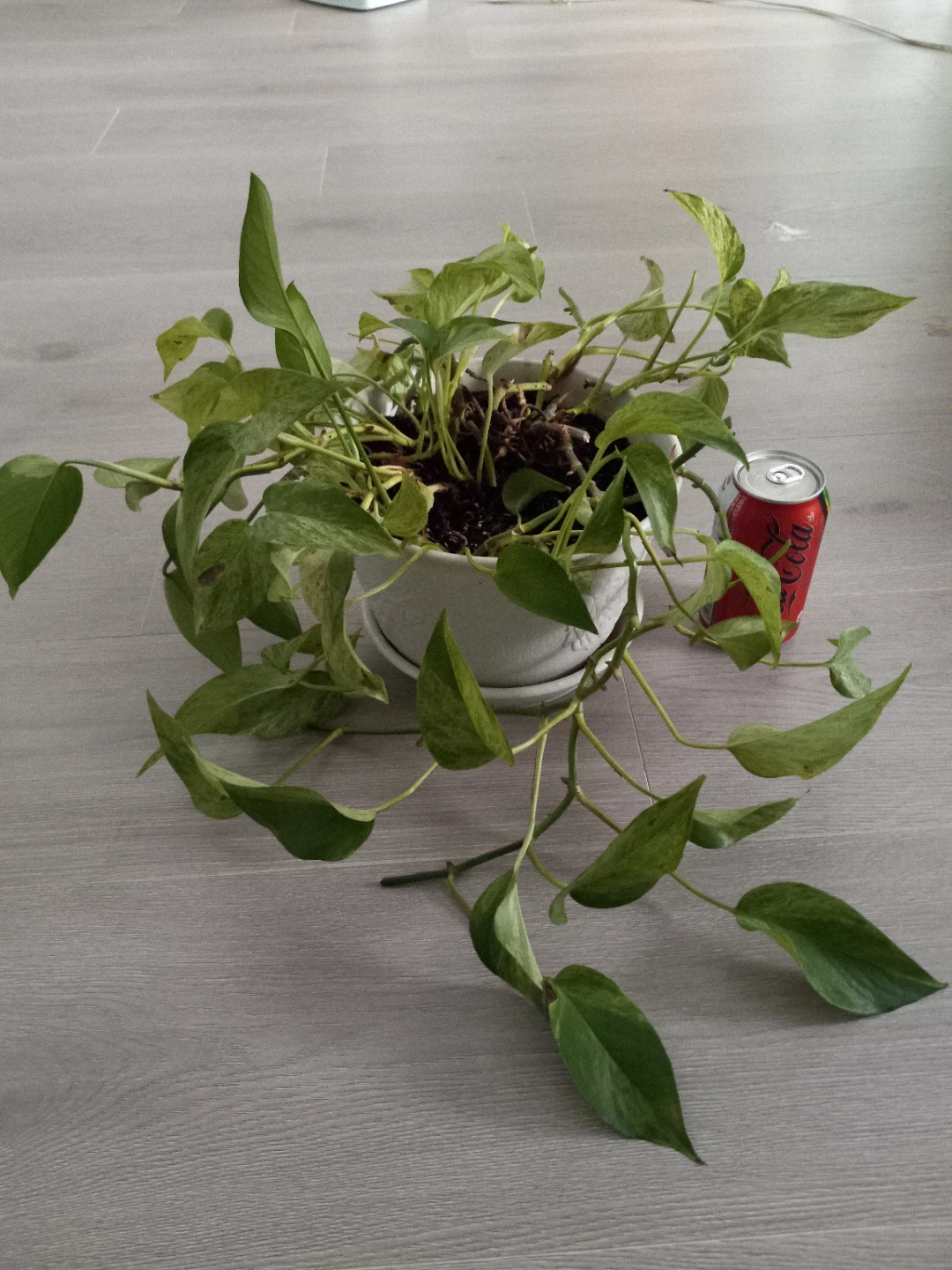 Free pathos plant - photo 2