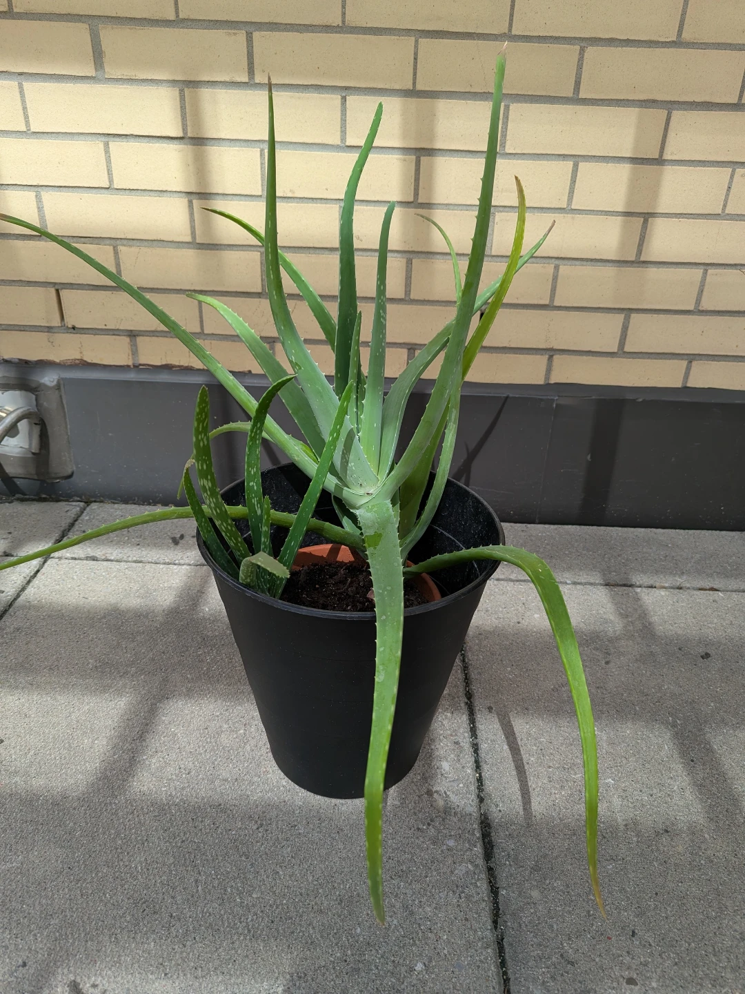Large Aloe Vera Plant in Clay Pot and Black Planter