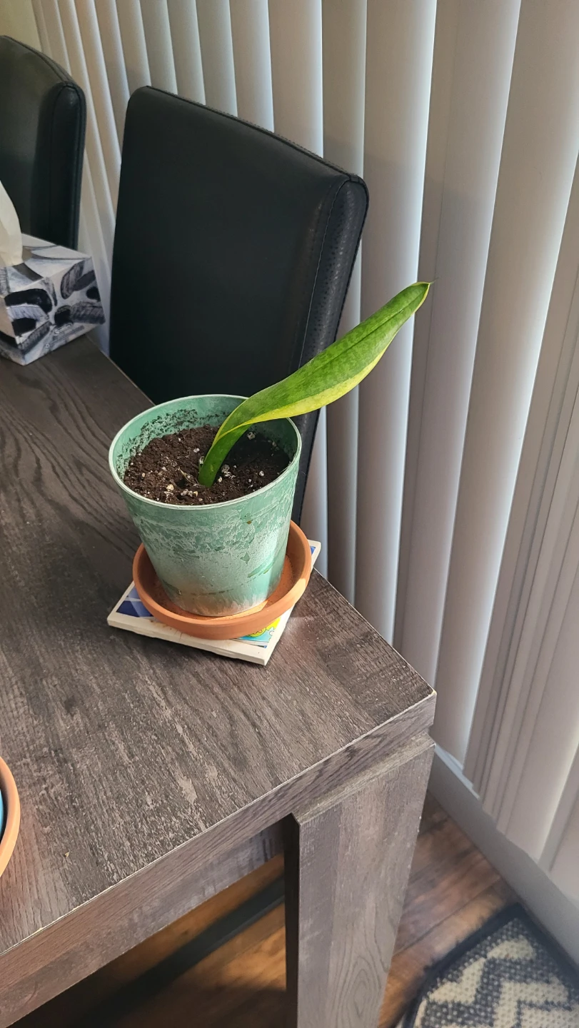 Snake Plant in Green Pot
