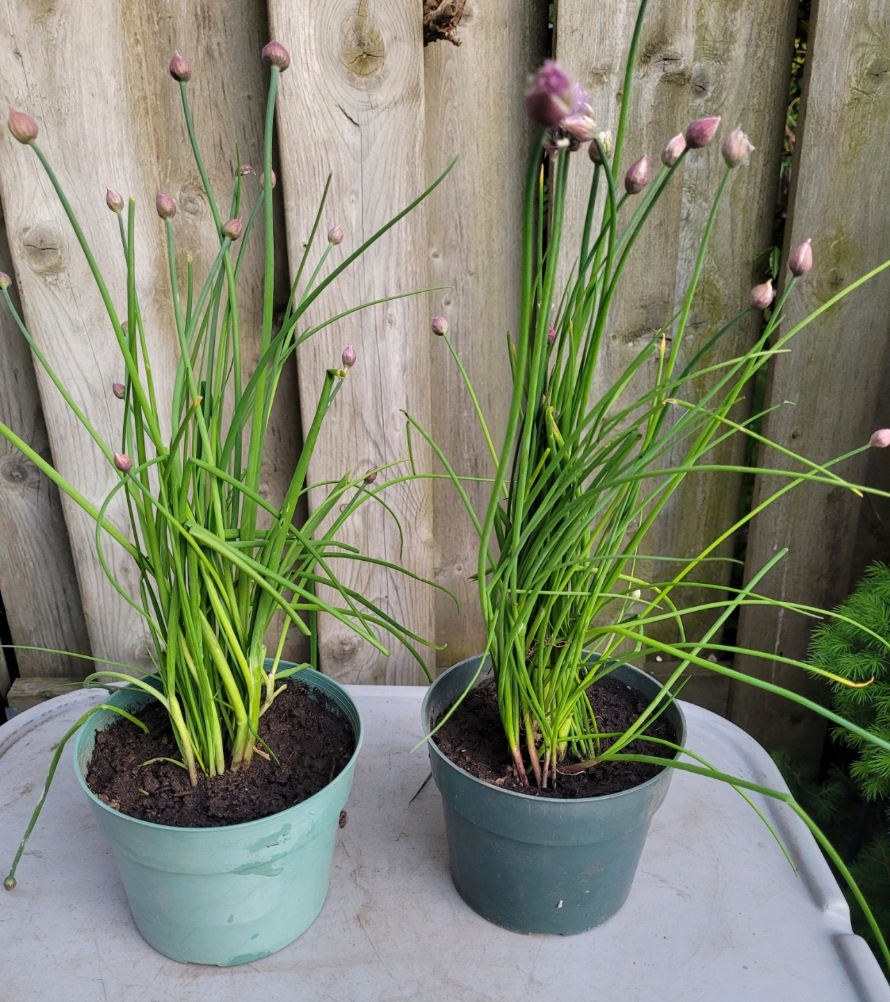 Chive plants. - photo 3