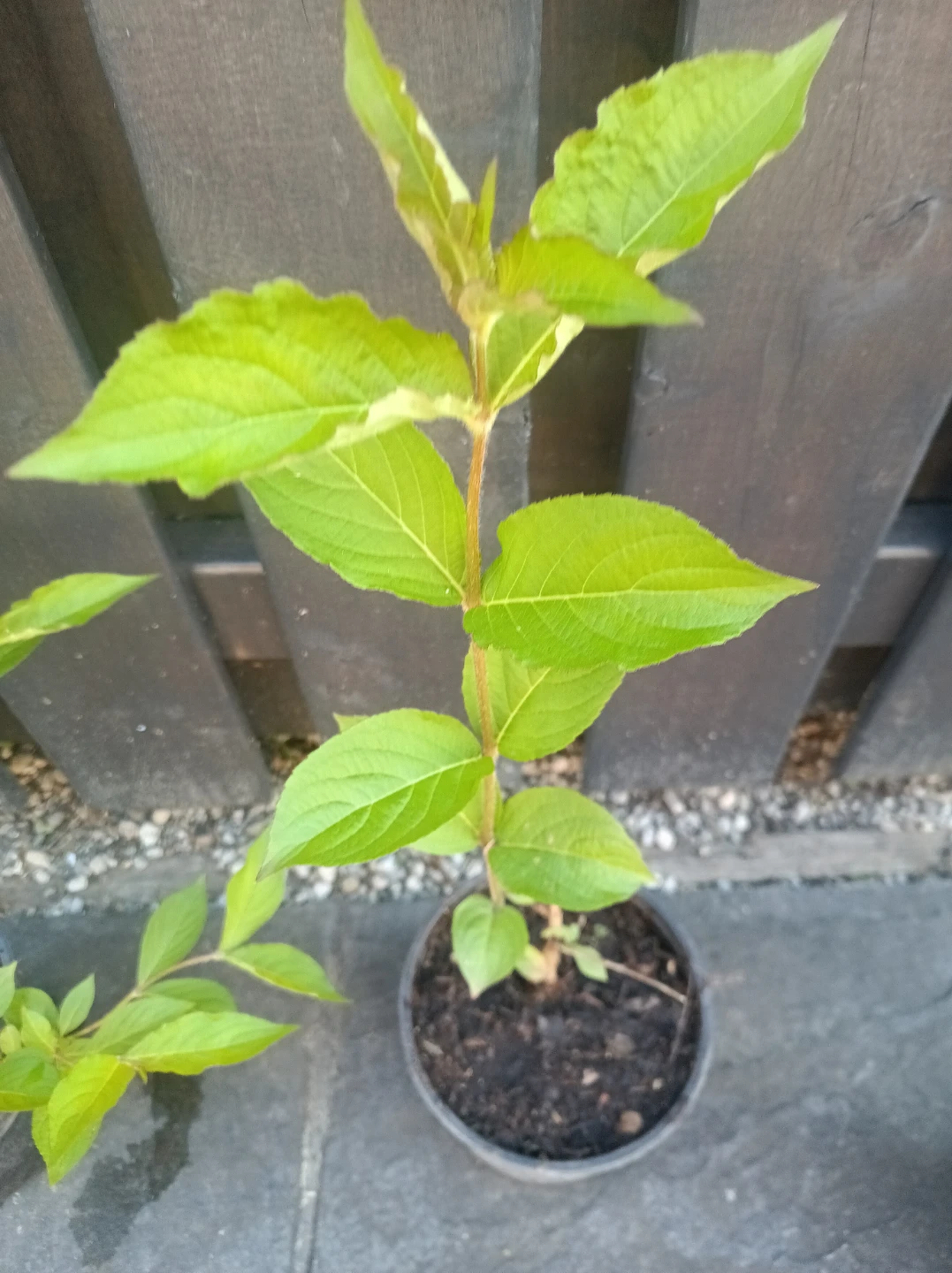 Weigela Plant - photo 3