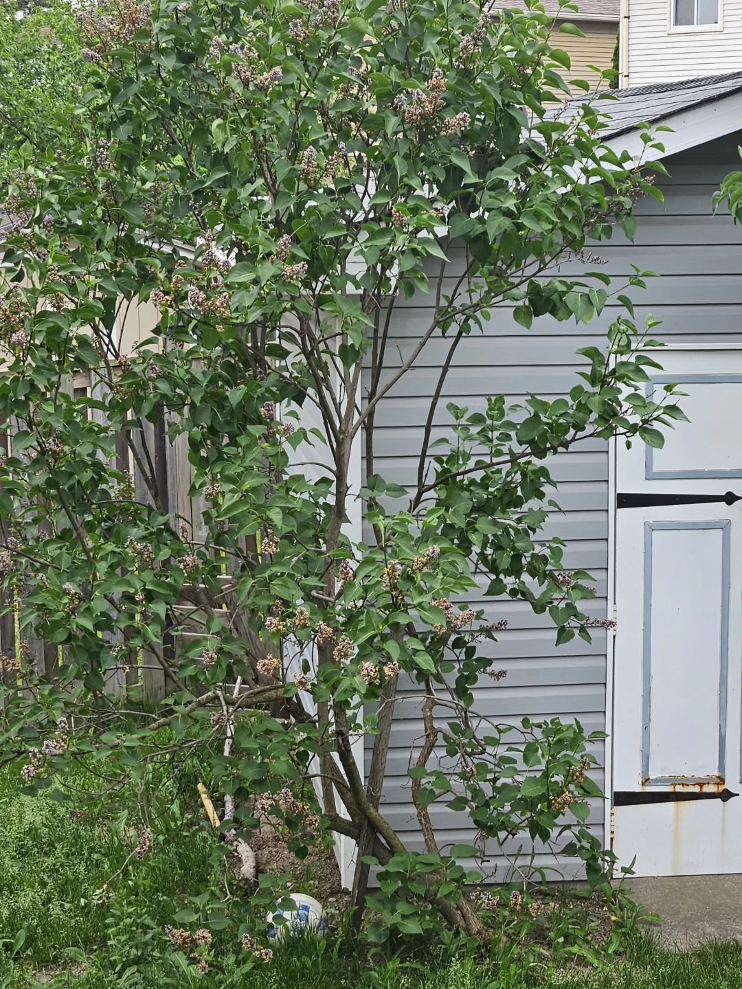 Lilac Bush