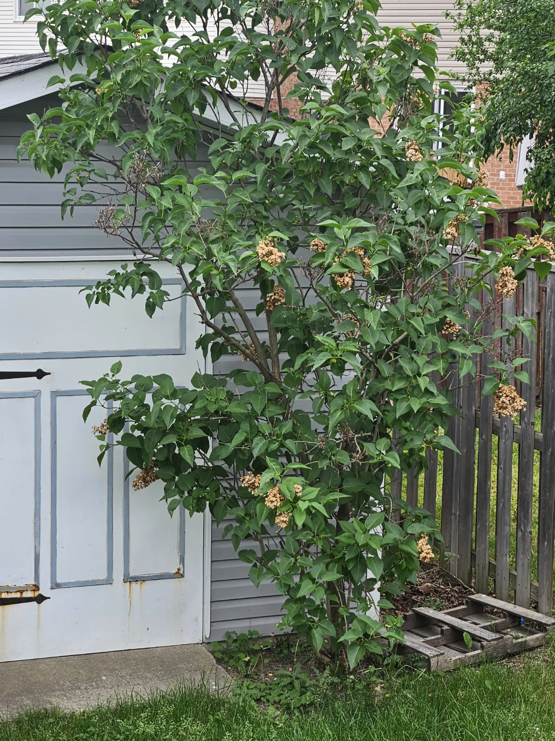 Lilac Bush - photo 2