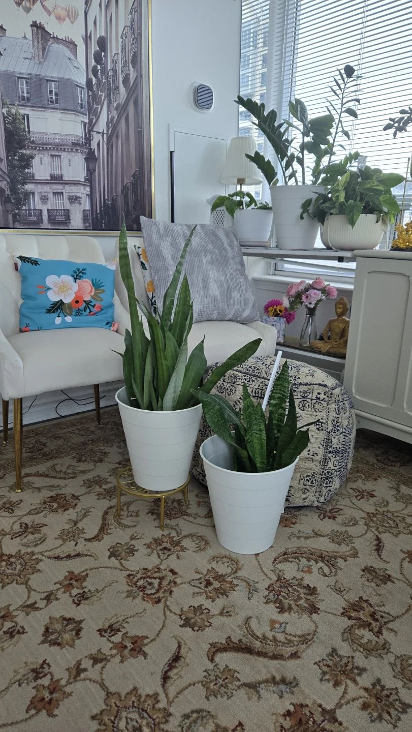 Set of two snake plants in white pot