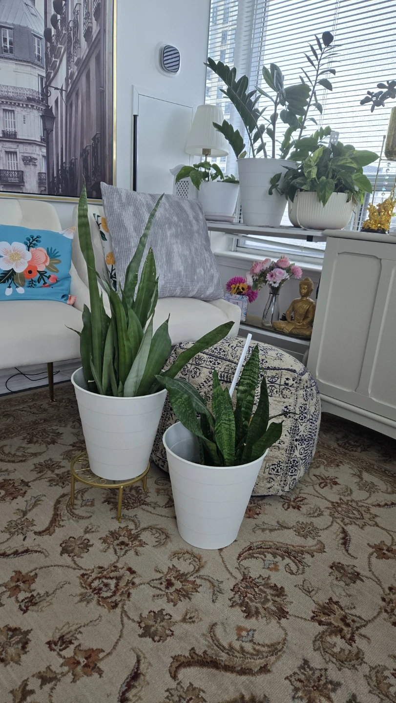 Set of two snake plants in white pot - photo 2