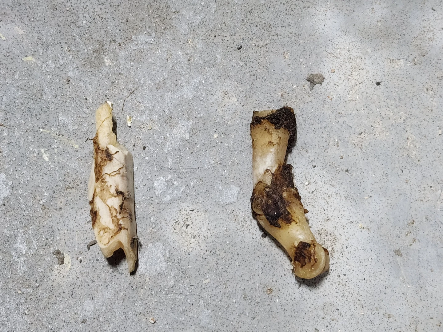 Animal Skulls and Wasp Nests
