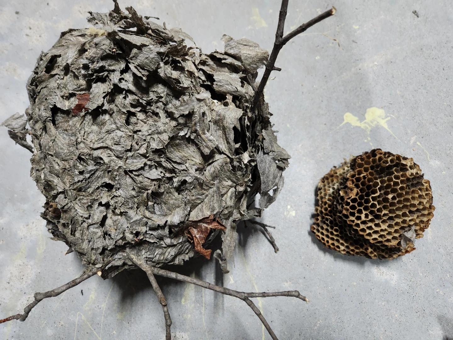 Animal Skulls and Wasp Nests - photo 2