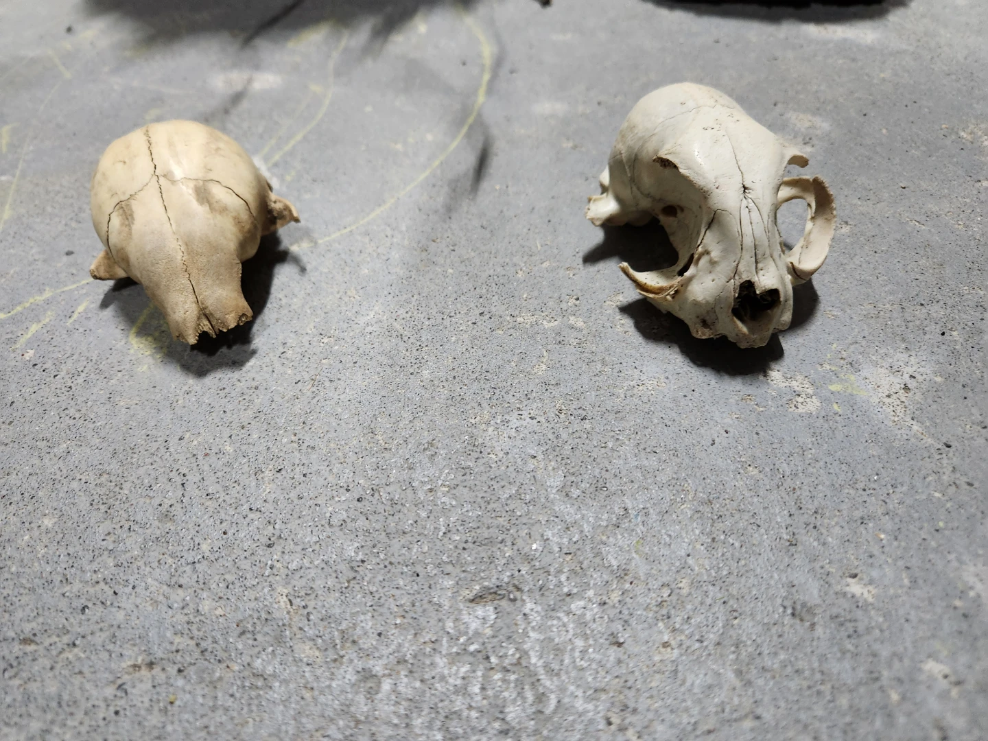 Animal Skulls and Wasp Nests - photo 3