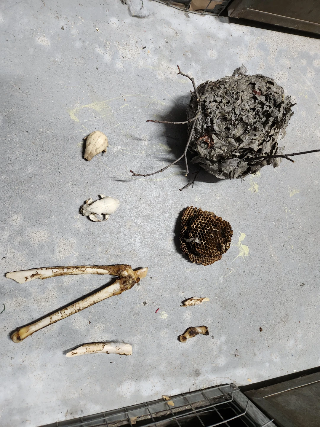 Animal Skulls and Wasp Nests - photo 5