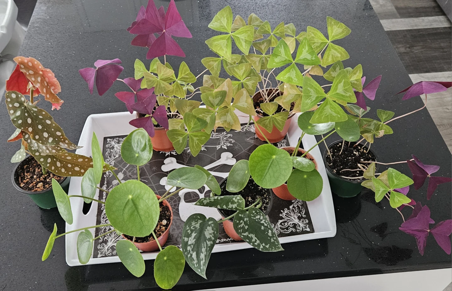 Updated- Assorted Potted Houseplants