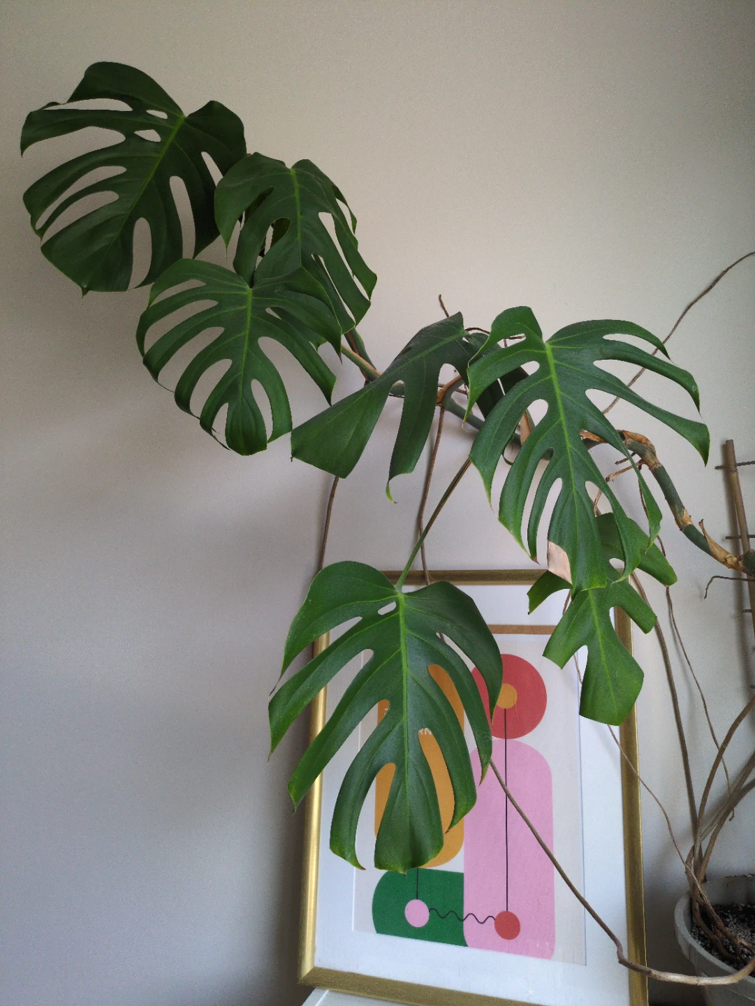 Monstera Deliciosa Plant