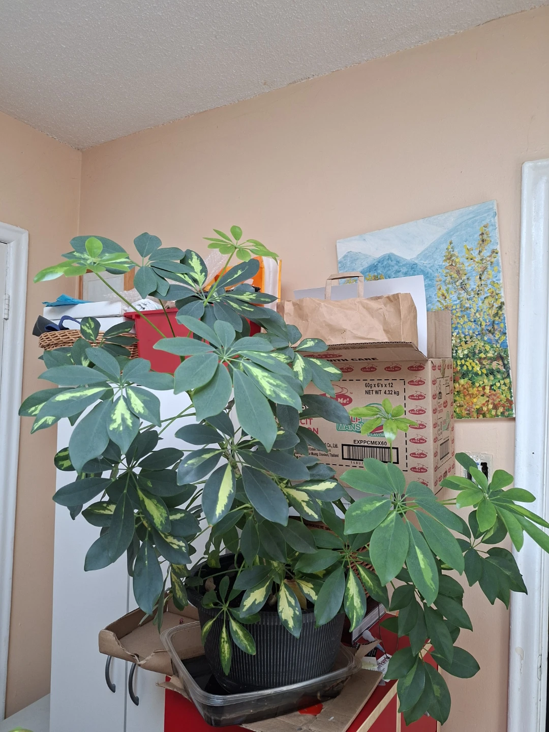 Schefflera Arboricola (Umbrella Tree)